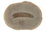 Fossil Polychaete Worm (Astreptoscolex) Pos/Neg - Illinois #147832-1